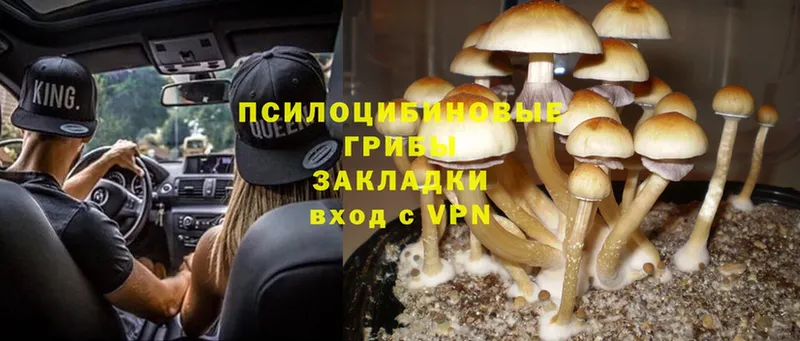 Галлюциногенные грибы Psilocybe  маркетплейс как зайти  Шлиссельбург 